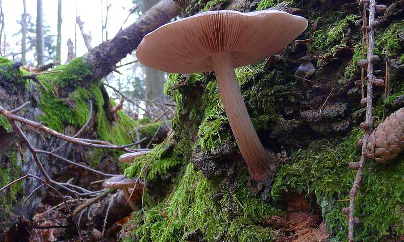 Champignon à Ettenheim