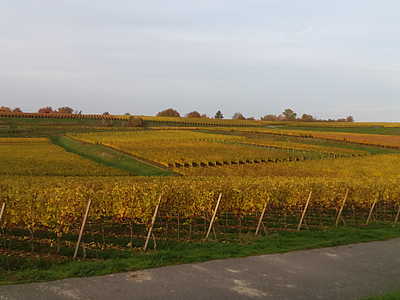 Vignobles autour du sentier du vin à Friesenheim