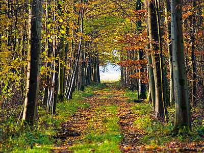 Wald Schwanau © Gemeinde Schwanau