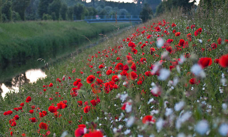 Mohnblumen Schwanau © Gemeinde Schwanau
