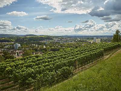 Panoramaweg Schutterlindenberg © M. Bode