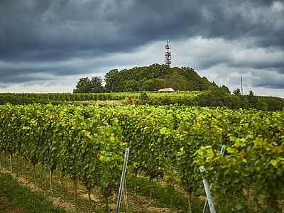 Schutterlindenberg © M. Bode
