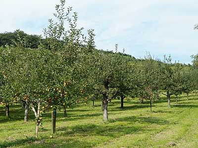 Ettenheim Streuobstwiese © Stadt Ettenheim
