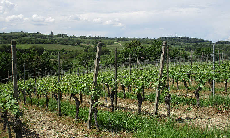 Herbolzheim Weinreben Tutschfelden