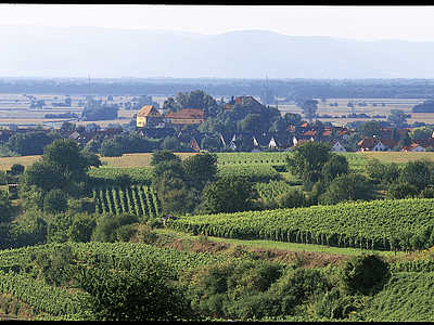 Wandern in den Rebbergen © Stadt Mahlberg