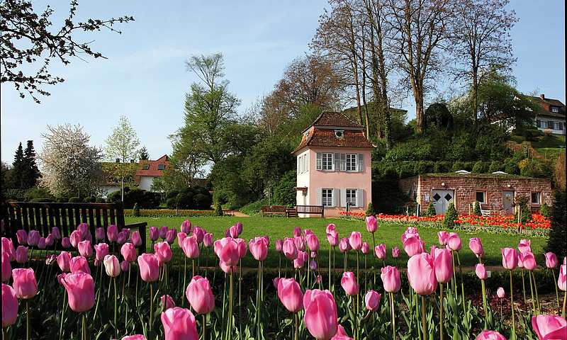 Tulipes à Ettenheim